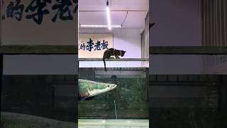 Oh no no Cat💔😥 Monster Arapaima attack cat 10millionview ytshorts shorts arapaimagigas Paiche [upl. by Othe]