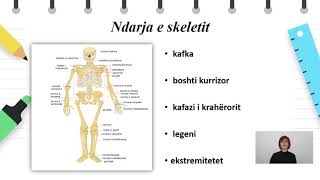 Klasa 4  Shkencat natyrore  Eshtrat e trupit të njeriut [upl. by Ednew]