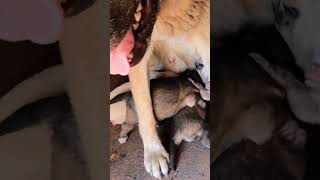 🐾 Watch These Adorable Puppies Play in the Sun 🌞 dog puppy cutepuppies [upl. by Koblas]