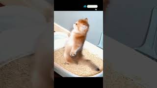 cute baby cats ☺️ cat viral youtubecats shortvideo viralvideo youtubeshorts [upl. by Stich]