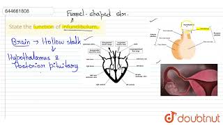 State the function of infundibulum  12  HUMAN REPRODUCTION  BIOLOGY  VMC MODULES ENGLISH [upl. by Adi]