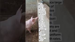 Facts About Landrace pigs breed you must know pigs pigbreeds [upl. by Ainerbas918]