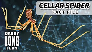 Cellar Spider Facts aka Daddy Long Legs Facts 🕷️ Animal Fact Files [upl. by Aisiat]