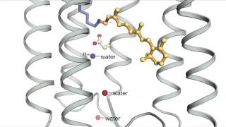 Bacteriorhodopsin [upl. by Ydnelg]