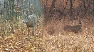 Mark Drury vs 188quot GIANT Typical Whitetail  DODTV Heartbreakers [upl. by Joscelin]