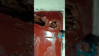 கரையான வர விடாதிங்க 🙄 home pestremoval chennai termitecontrol civiltamilan homepestcontrol [upl. by Ettedranreb229]