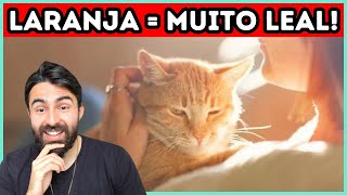 A Cor do Seu Gato Revela o Quanto Ele TE AMA [upl. by Jeffy]