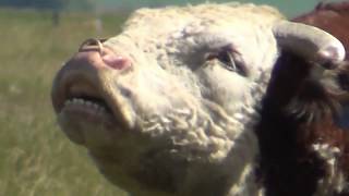 Big Hereford bull courting and mating cows [upl. by Eledoya]