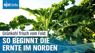 Jetzt schon Grünkohl Ernte in Niedersachsen gestartet  NDR Info [upl. by Shotton881]