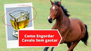 COMO ENGORDAR SEU CAVALO SEM GASTAR MUITO [upl. by Acceber]