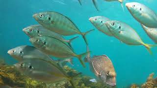 marine reserve snappers lobster wrasse octopus blue maomao yellowtail trevally kahawae [upl. by Milas]