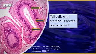 Epididymis Histology [upl. by Adnara990]