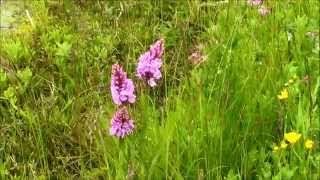 JUNE 16TH 2015 DACTYLORHIZA PART 1 [upl. by Landsman]