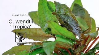 Cryptocoryne wendtii Tropica [upl. by Cyma]