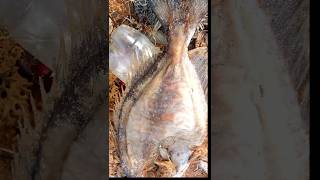 John Dory fish dead [upl. by Aihsinyt]