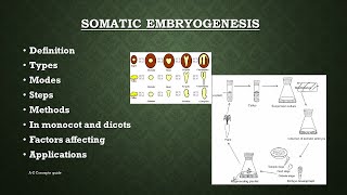 Somatic embryogenesis in plants  Plant tissue culture  AZ Concepts guide [upl. by Absa525]