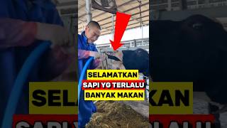 Cara efektif Mencegah Penumpukan Gas Pada Perut Sapi‼️ [upl. by Eillil485]