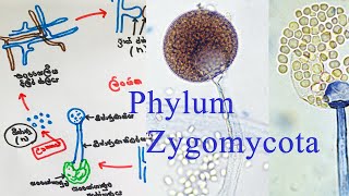 Kingdom Fungi  Zygomycota වංශය  AL biology lessons in sinhala  biology [upl. by Lillie]