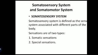 Somatosensory amp Somatomotor System [upl. by Curran487]