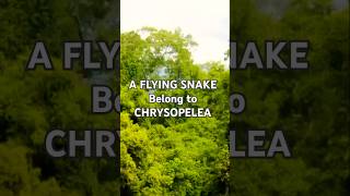 The flying snake or GLIDING snake Chrysopelea  SP [upl. by Niwrek]