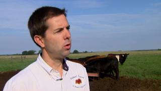 Supplementing Beef Cattle on Grass [upl. by Latham]