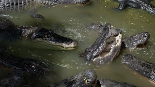 Airboat Ride in Florida with Hundreds of Crocodiles and Alligators  Wild Florida  A Fuji XS20 Film [upl. by Lednek]