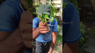 Propagating Nayantara 🌸 flower plant propagation shorts [upl. by Narra]