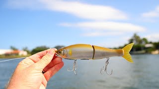 Swim Baiting Mangrove Jack  Gold Coast [upl. by Yaron]