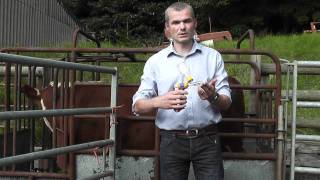 Cattle injections with Sterimatic system for safer cleaner injections [upl. by Chui]