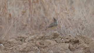 Theklas Lark Galerida theklae foraging amp calling  NW of Trujillo Spain 2102024 [upl. by Nawud]