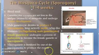 Parasitology 075 g Plasmodium Malaria Sporogony Mosquito Definite Travelling Vermicule Ookinete [upl. by Bywoods]