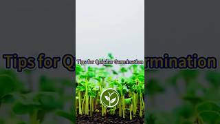 Tips for Quicker Germination shortvideo garden howto plants youtubeshorts plants viralvideo [upl. by Lindo151]