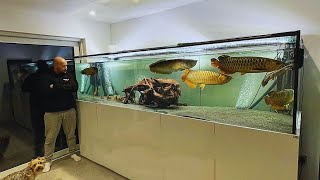 Amazing Monster Arowana Tank  Feeding Big Golden Arowana Fish [upl. by Nyloj850]