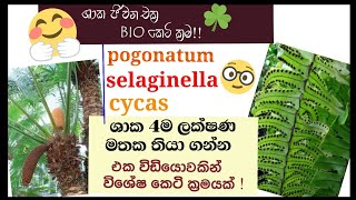 Biology  Life cycle of Cycas Nephrolepis pogonatum selaginella  plant Reproduction [upl. by Nadeau]