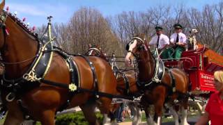 Come See The Budweiser Clydesdales At Live Oak International [upl. by Judus617]