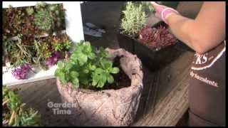 Planting Sedums [upl. by Sargent]