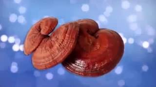 HEALTH BENEFITS OF GANODERMA by Dr Bob Rakowski [upl. by Chak]