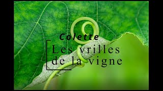 Colette  Les vrilles de la vigne Bain de soleilMarée basseForêt de Crecy vidéo1921Livre Audio [upl. by Eened]