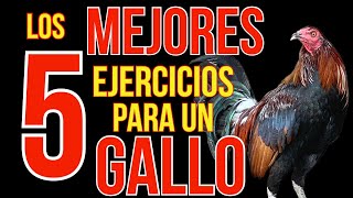 LOS 5 MEJORES EJRCICIOS PARA TU GALLO [upl. by Rosmarin635]