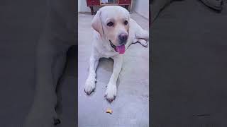 Yese bhole bankar hai baithe romeoroxyroohi dog reels video shorts viralreels viralvideos [upl. by Chrysa]