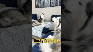 Hilarious Huskies Howling 🤣funnydogs siberianhusky shorts huskylife adorable dogs lol [upl. by Naujud]