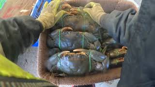 LIMMEN BIGHT RIVER CRABBING [upl. by Henry]