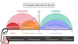 physiology of menstrual cycle  شرح الدوره الشهريه [upl. by Augustina]