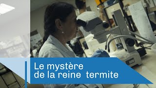 Le mystère de la reine termite  Reportage CNRS [upl. by Yelkao]