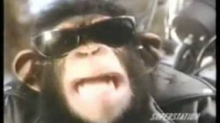 The Chimpanzee Song [upl. by Landy]