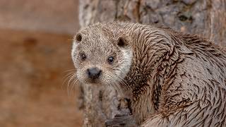 Giant Otters The Story of Perus River Wolves  Our World [upl. by Akieluz]