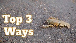 How To Catch Crawfish In A River Crayfish 3 Best Ways To Catch Crawfish With Your Hands  SFSC [upl. by Winton545]