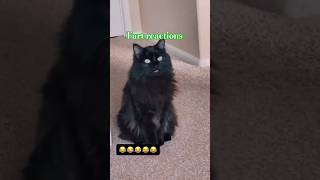 Cats and dogs farts reactions compilation cats dogs fart reactions [upl. by Nnylrac]