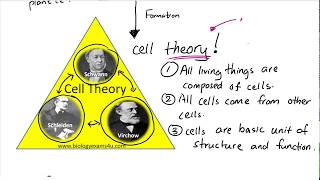 Formation of Cell Theory [upl. by Ilowell893]