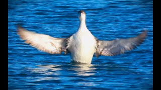 Common Loon Preening Itself Before Spreading its Wings in Haro Strait off Vancouver Island Canada [upl. by Karmen]